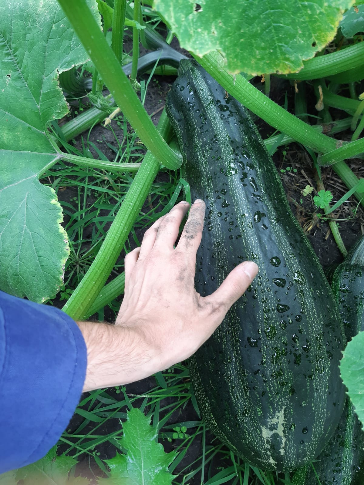 Giant zucchinis and other vegetables were harvested and celebrated in the fall of 2023.